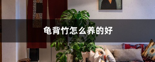 龟背竹怎么养的好