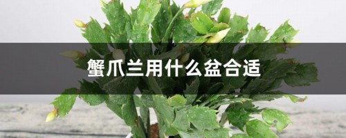 蟹爪兰用什么盆合适