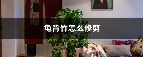 龟背竹怎么修剪