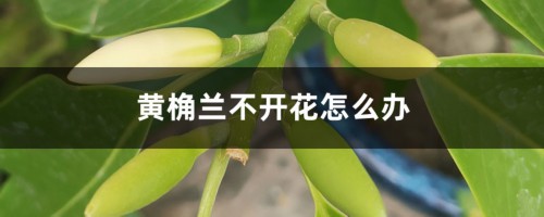 黄桷兰不开花怎么办