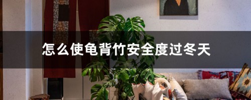 怎么使龟背竹安全度过冬天，冬天会冻死吗