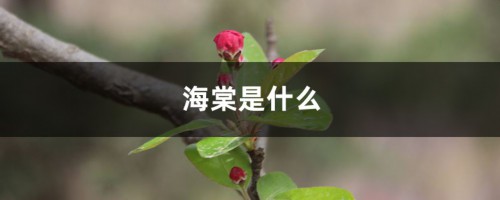 海棠是什么，海棠能吃吗