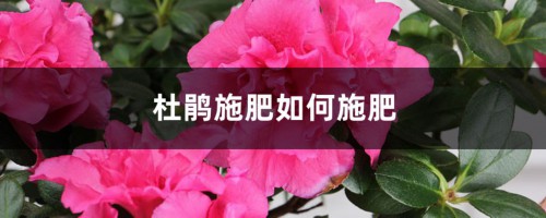 杜鹃施肥如何施肥，施肥过量怎么办