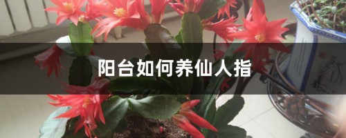 阳台如何养仙人指，需要注意什么