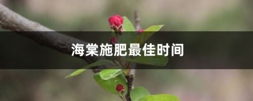 海棠施肥最佳时间，施肥多了怎么办