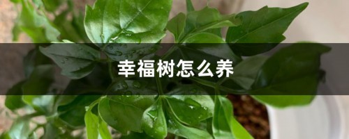 幸福树怎么养才能茂盛