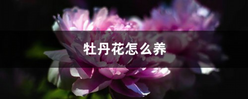 牡丹花怎么养，牡丹什么时候开花