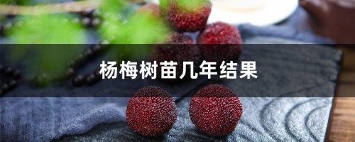 杨梅树苗几年结果