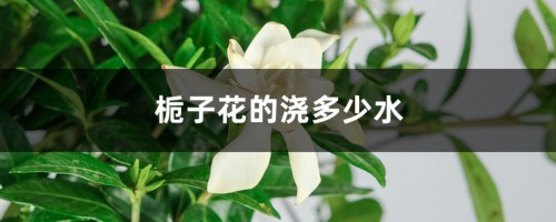 栀子花得浇多少水