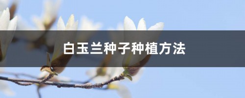 白玉兰种子种植方法