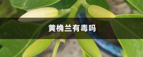 黄桷兰有毒吗