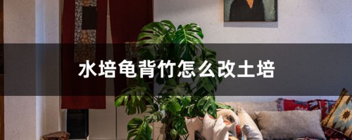 水培龟背竹怎么改土培