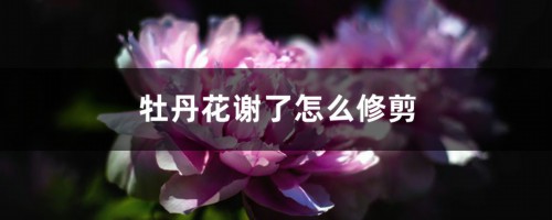 牡丹花谢了怎么修剪