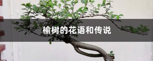 榆树的花语和传说