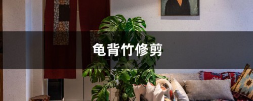 龟背竹修剪