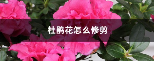 杜鹃花怎么修剪，杜鹃花开败后如何修剪