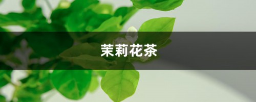 茉莉花茶