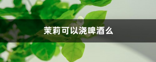 茉莉可以浇啤酒么