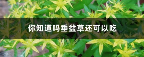 你知道吗垂盆草还可以吃