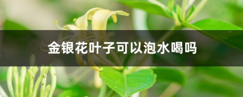 金银花叶子可以泡水喝吗，叶子泡水的功效与作用