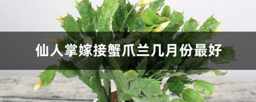 仙人掌嫁接蟹爪兰几月份最好