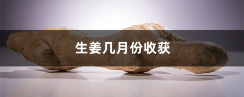 生姜几月份收获