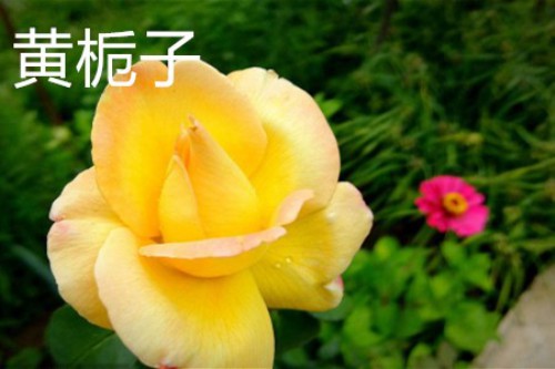 黄栀子，花.jpg