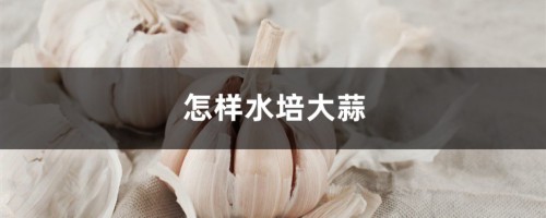 怎样水培大蒜