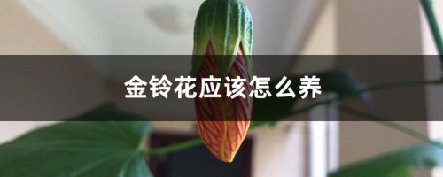 金铃花应该怎么养