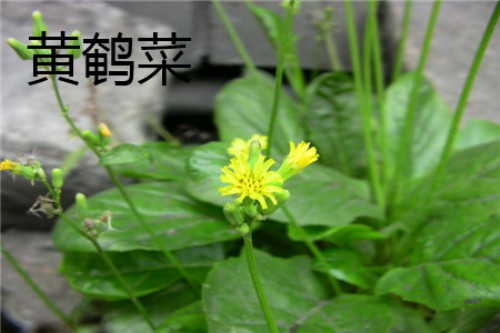 黄鹌菜