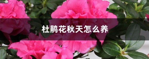 杜鹃花秋天怎么养