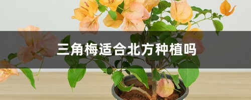 三角梅适合北方种植吗