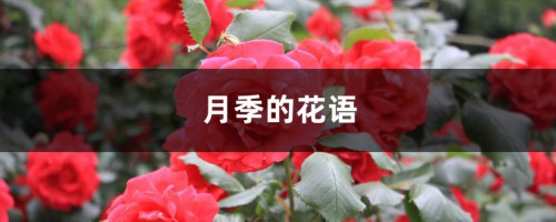 月季的花语是什么，什么时候开花