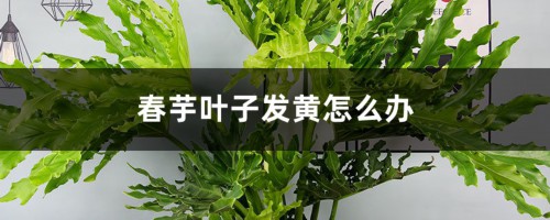 春芋叶子发黄这样做，分分钟变得绿油油！