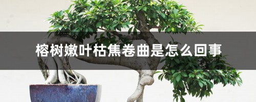 榕树嫩叶枯焦卷曲是怎么回事