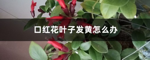 口红花叶子发黄怎么办