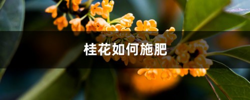 桂花如何施肥