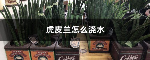 虎皮兰怎么浇水