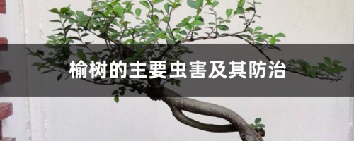 榆树的主要虫害及其防治