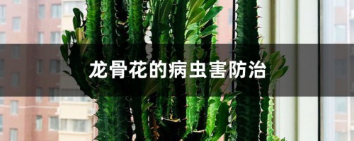 龙骨花的病虫害防治