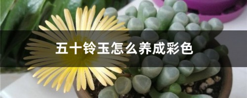 五十铃玉怎么养成彩色