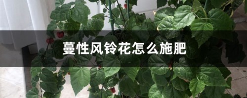 蔓性风铃花怎么施肥