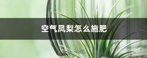 空气凤梨怎么施肥