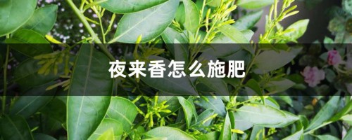 夜来香怎么施肥，这样做才正确！