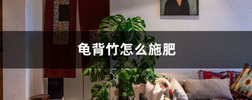 龟背竹怎么施肥？