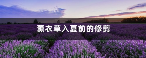 薰衣草入夏前的修剪