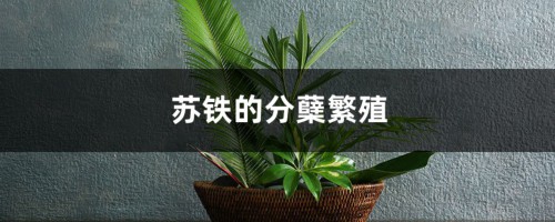 苏铁的分蘖繁殖