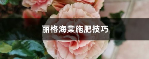 丽格海棠施肥技巧