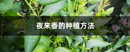 夜来香的种植方法