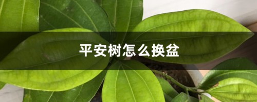 平安树怎么换盆